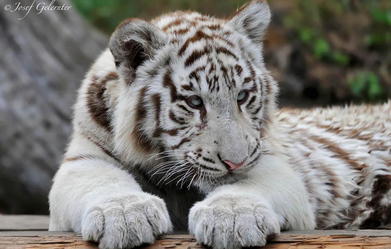 Фото обои хищник, белый тигр, молодой тигр