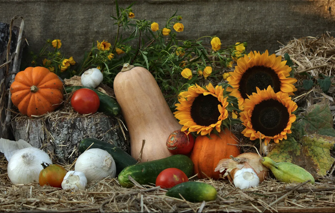 Фото обои лук, натюрморт, овощи, композиция, кабачок, солнца луч, фотонатюрморт, дары природы