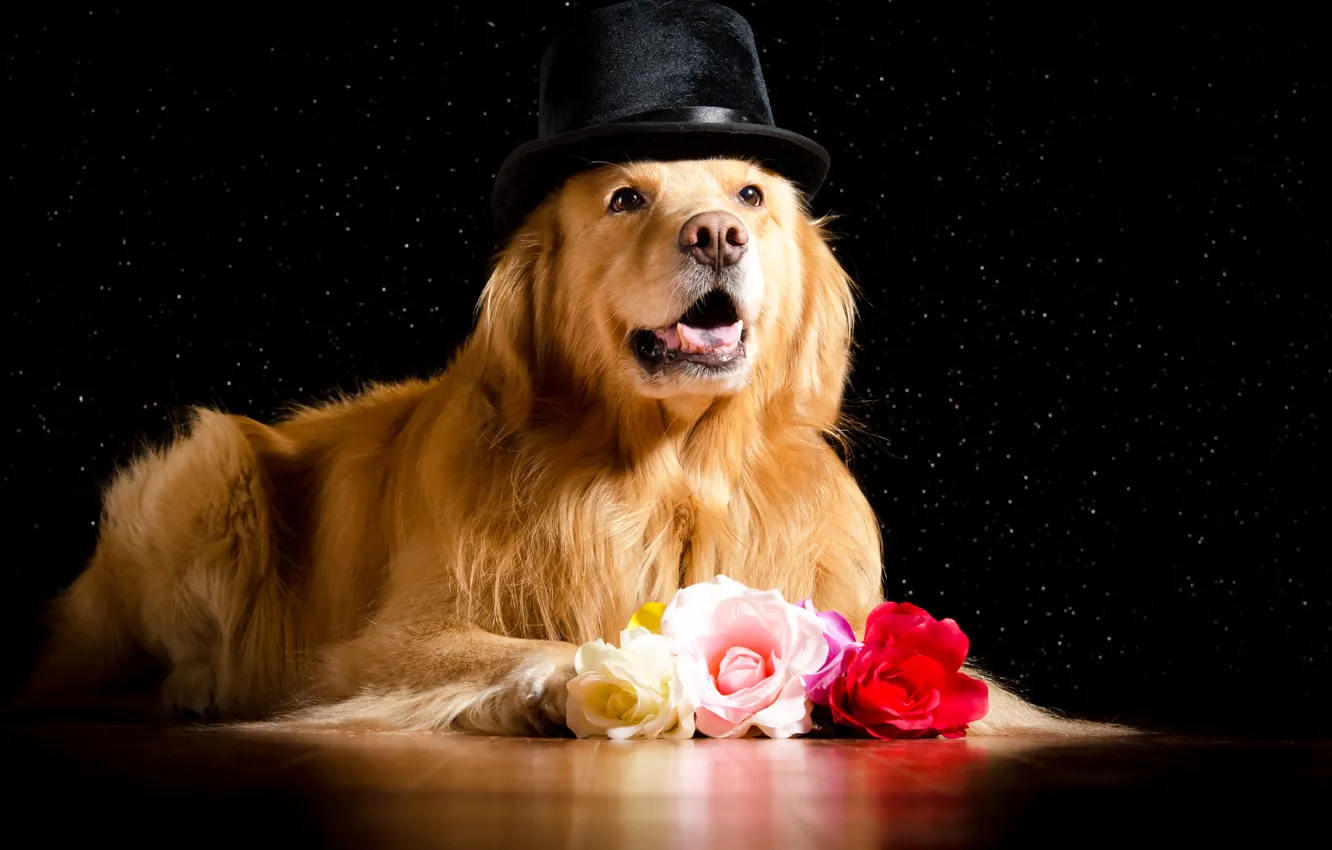 Фото обои розы, шляпа, Roses, ретривер, Dogs, Retriever