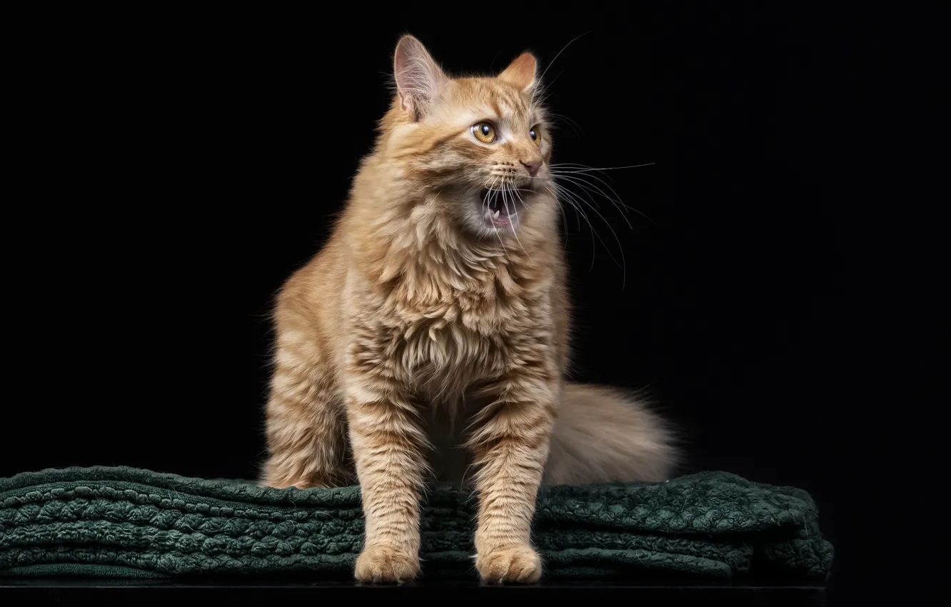 Фото обои кошка, кот, рыжая