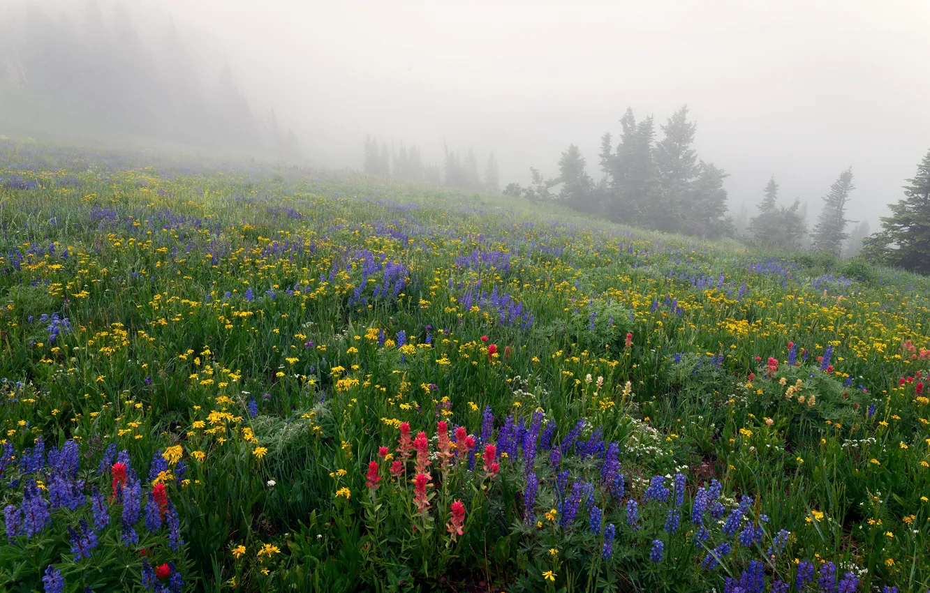 Фото обои трава, деревья, цветы, туман, склон, луг