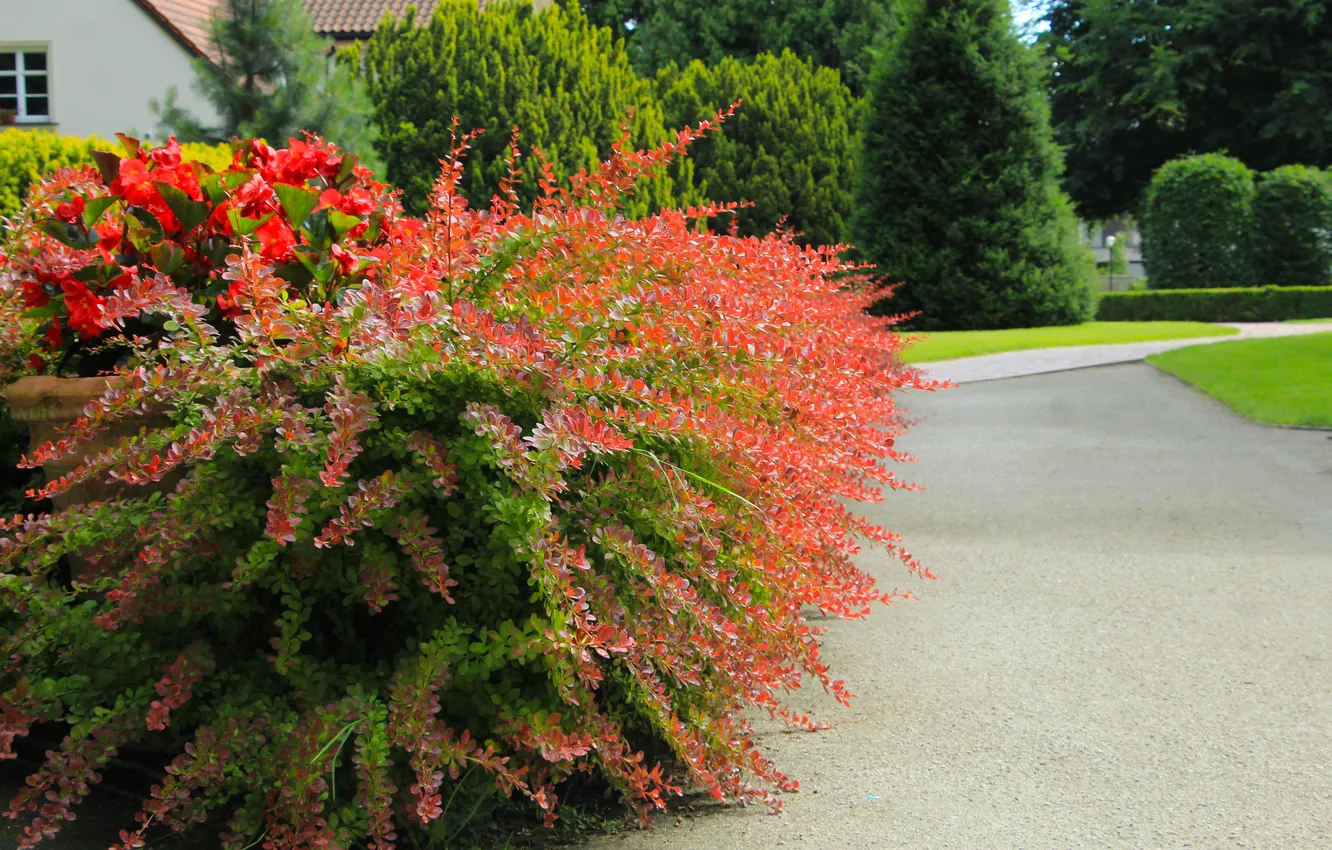 Фото обои park, color, plants, alley