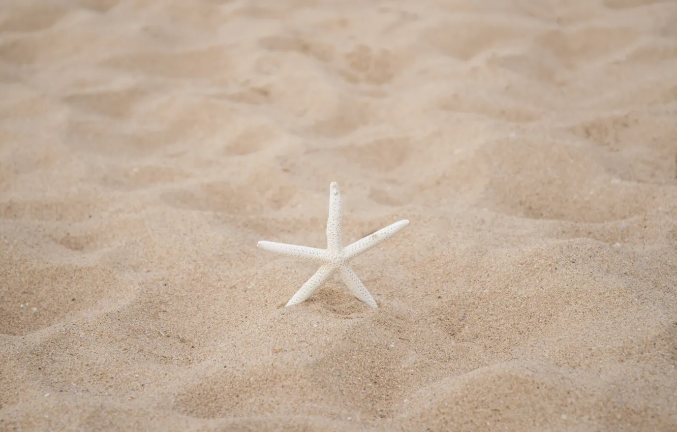 Фото обои песок, пляж, природа, морская звезда