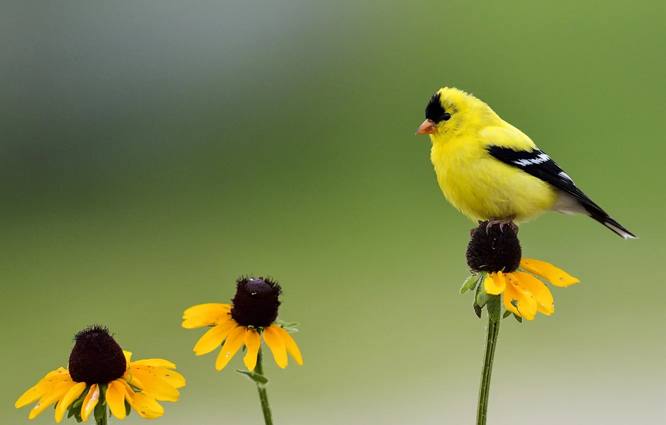 Фото обои цветы, птица, зеленый фон, живая природа, желтая птица