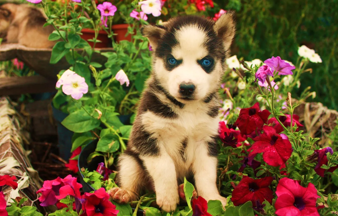 Фото обои взгляд, цветы, Собака, щенок, злой, art, синии глаза