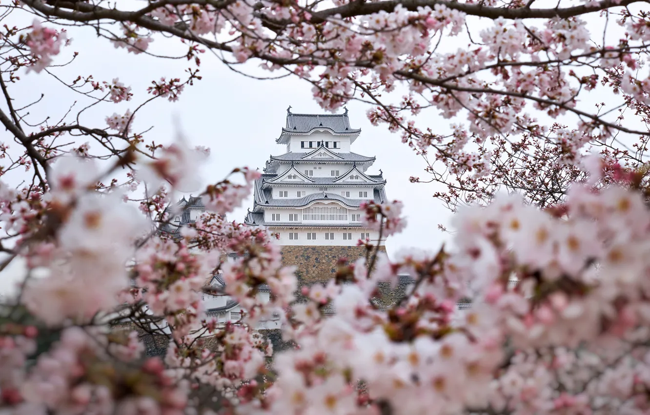 Фото обои деревья, цветы, ветки, цвет, весна, Япония, сакура, замок белой цапли