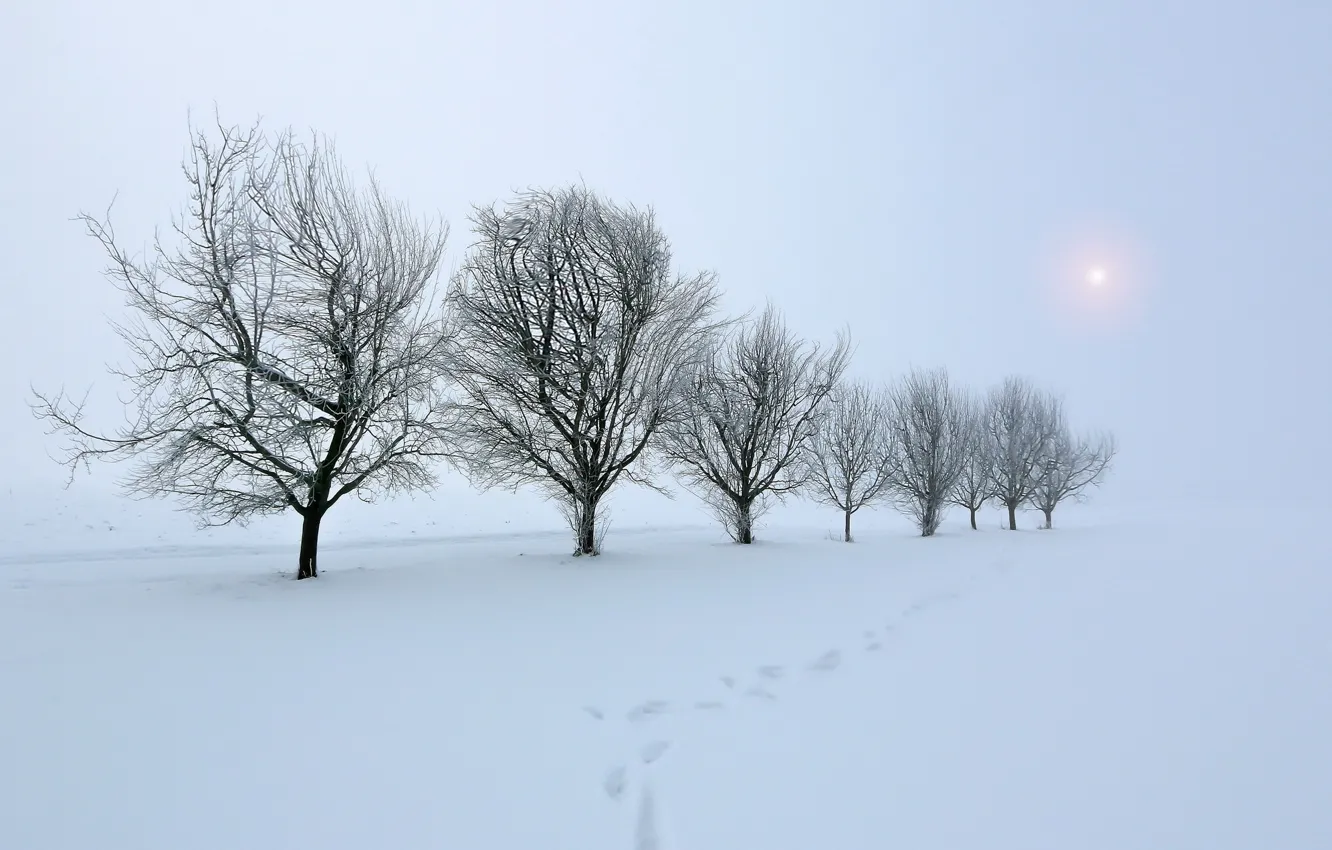 Фото обои зима, поле, снег, деревья