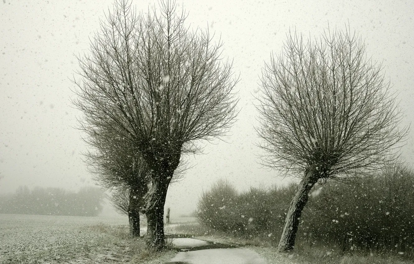 Фото обои дорога, снег, деревья, пейзаж