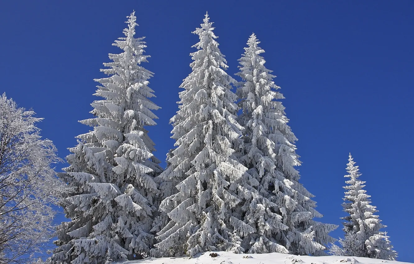 Фото обои зима, небо, снег, природа, ели