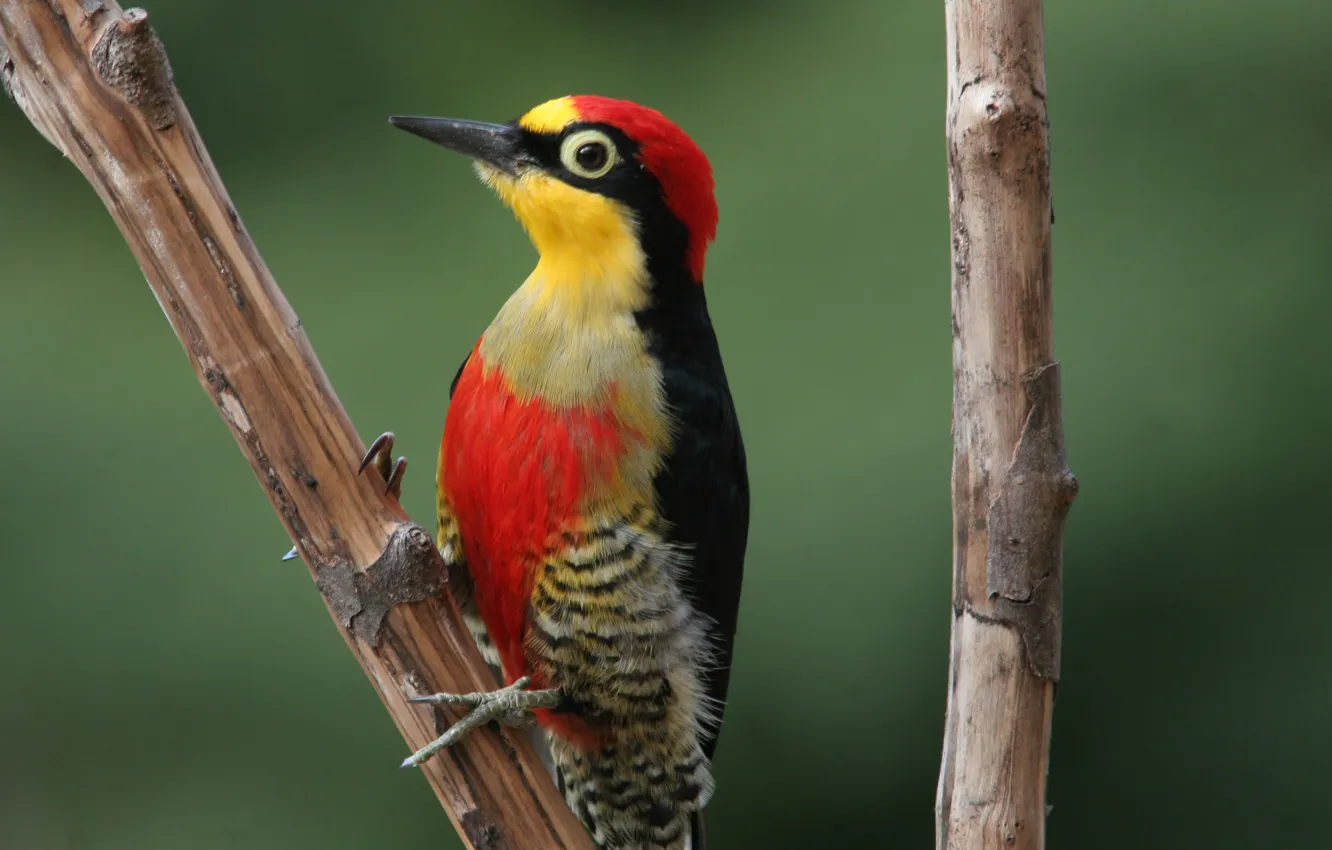Фото обои Red, Yellow, Bird, Beak, Branch, Woodpecker