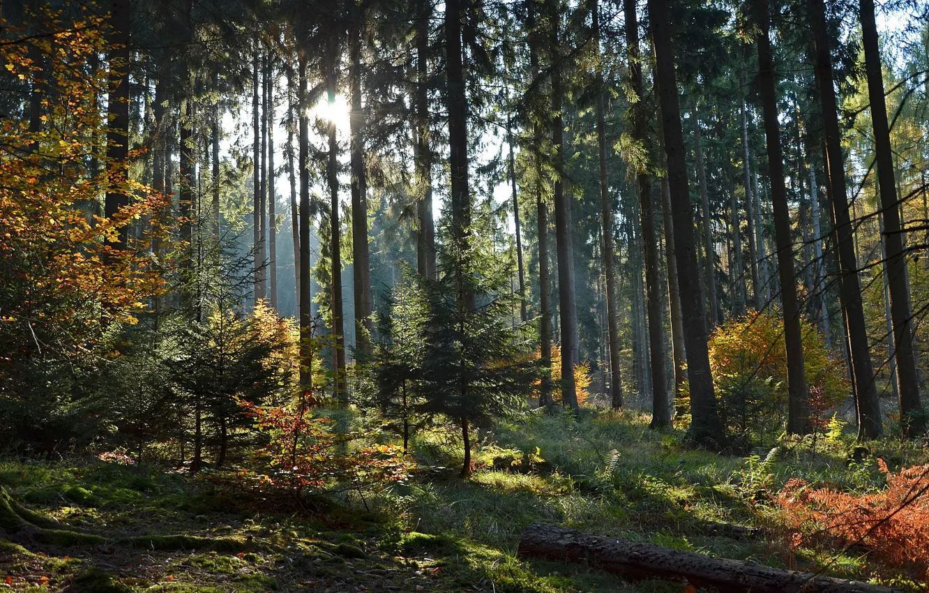 Фото обои лес, деревья, солнечный свет