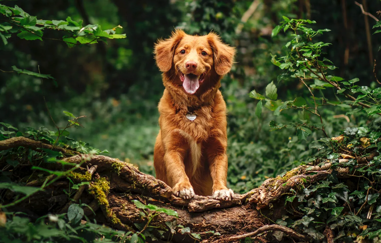 Фото обои лес, dog, охотничья собака, Новошотландский ретривер, толлер, Nova Scotia Duck Tolling Retriever, Jamie Street