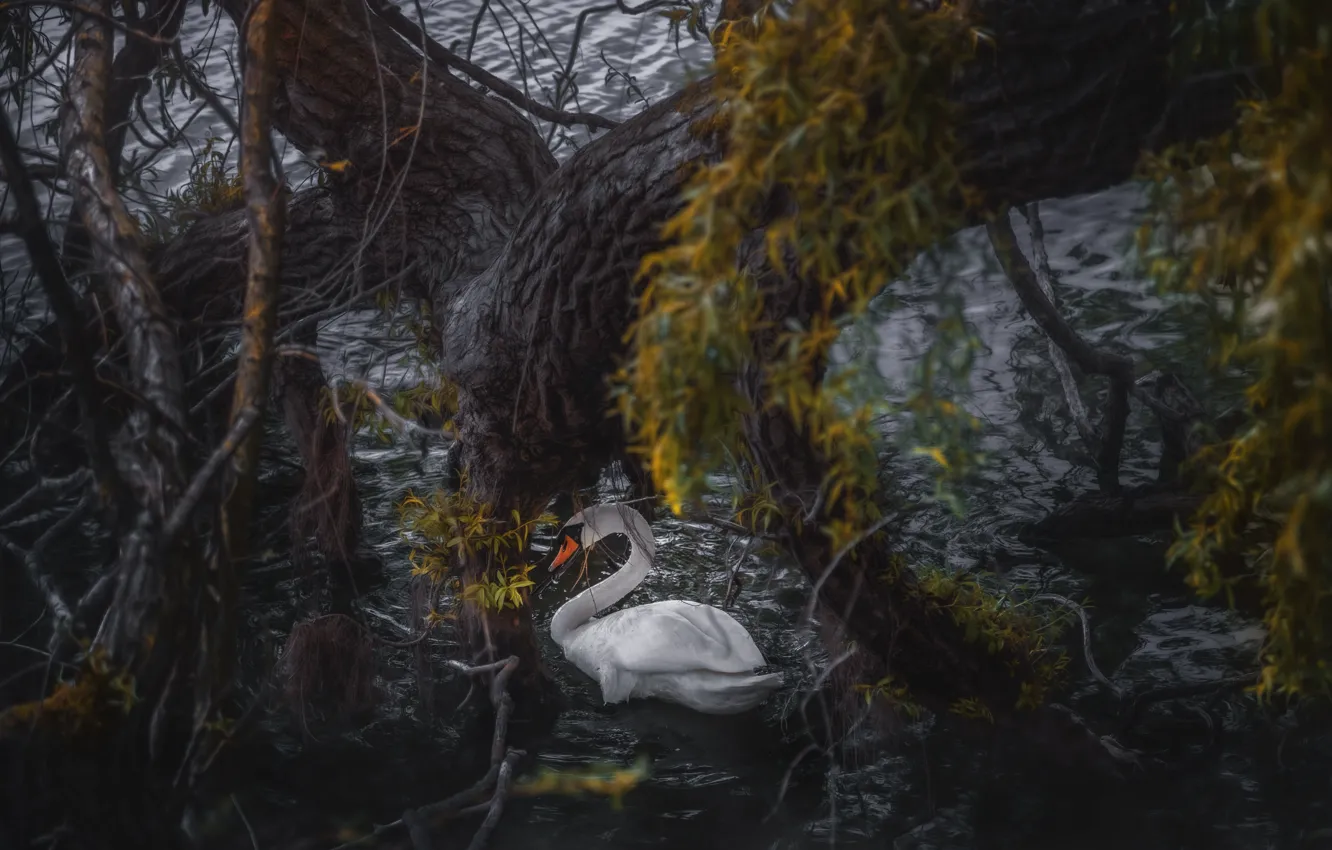 Фото обои ветки, озеро, дерево, птица, лебедь