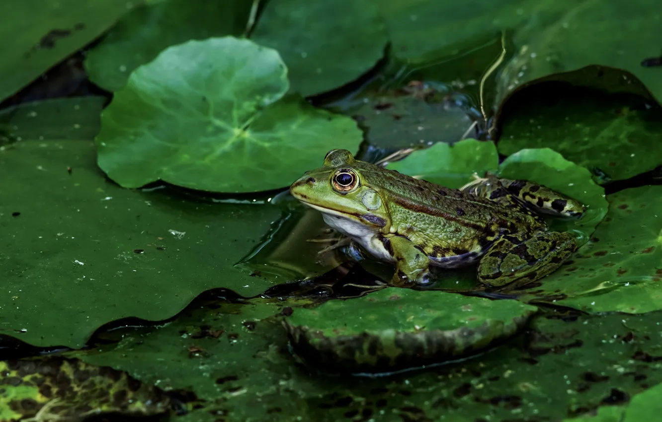 Фото обои зелень, взгляд, листья, вода, макро, озеро, пруд, лягушка