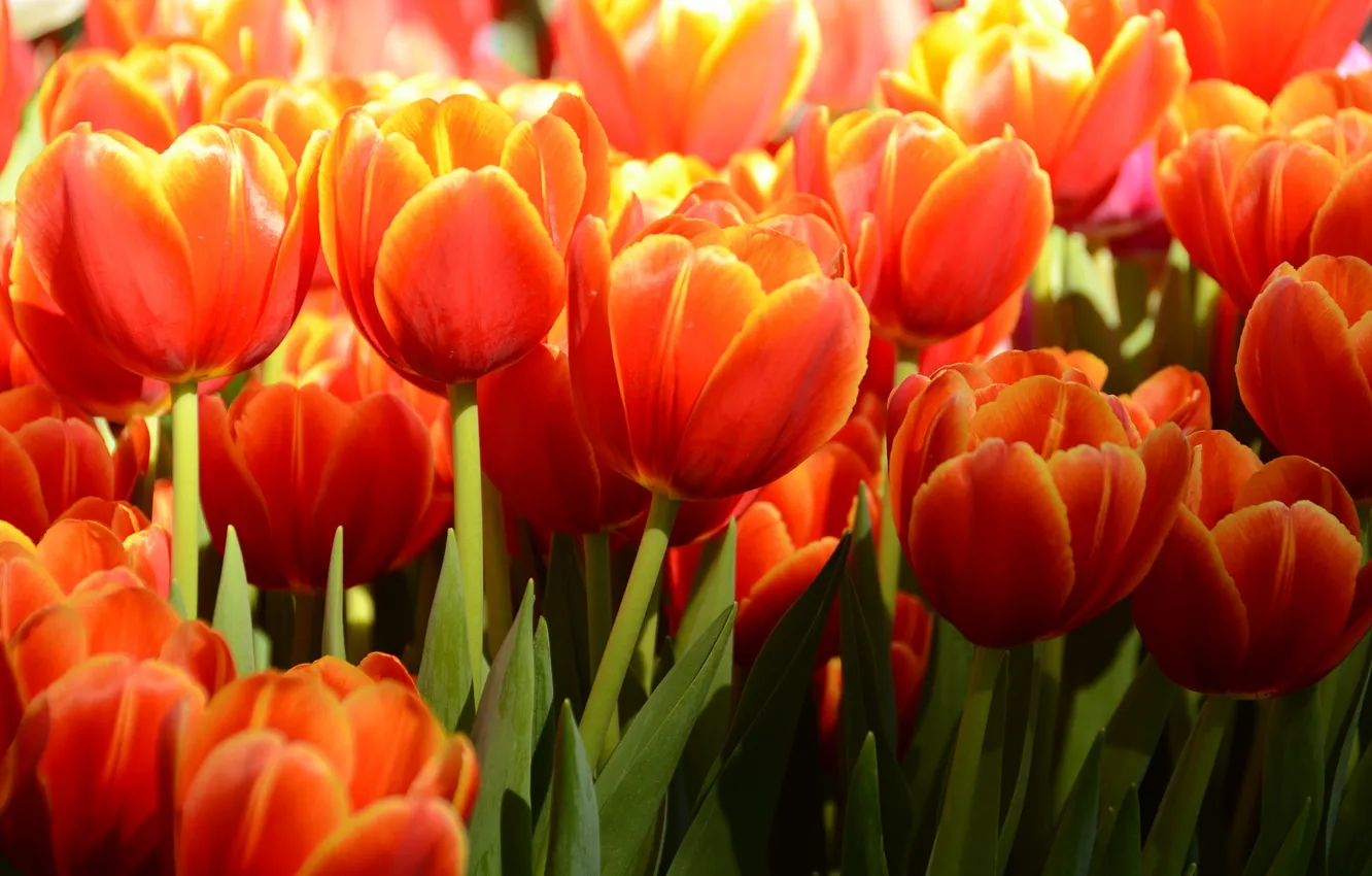 Фото обои свет, цветы, тюльпаны, красные, клумба, много