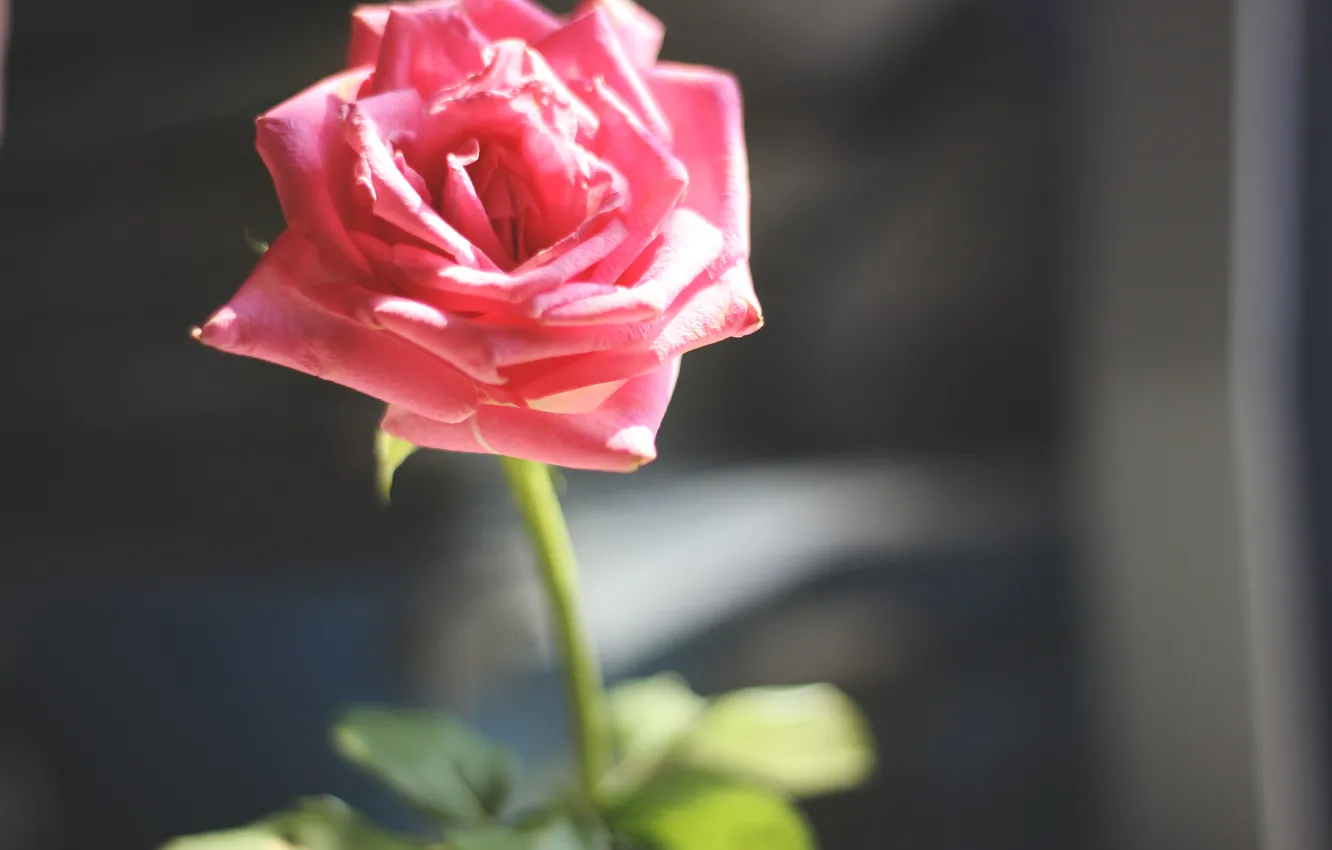 Фото обои роза, лепестки, розовые