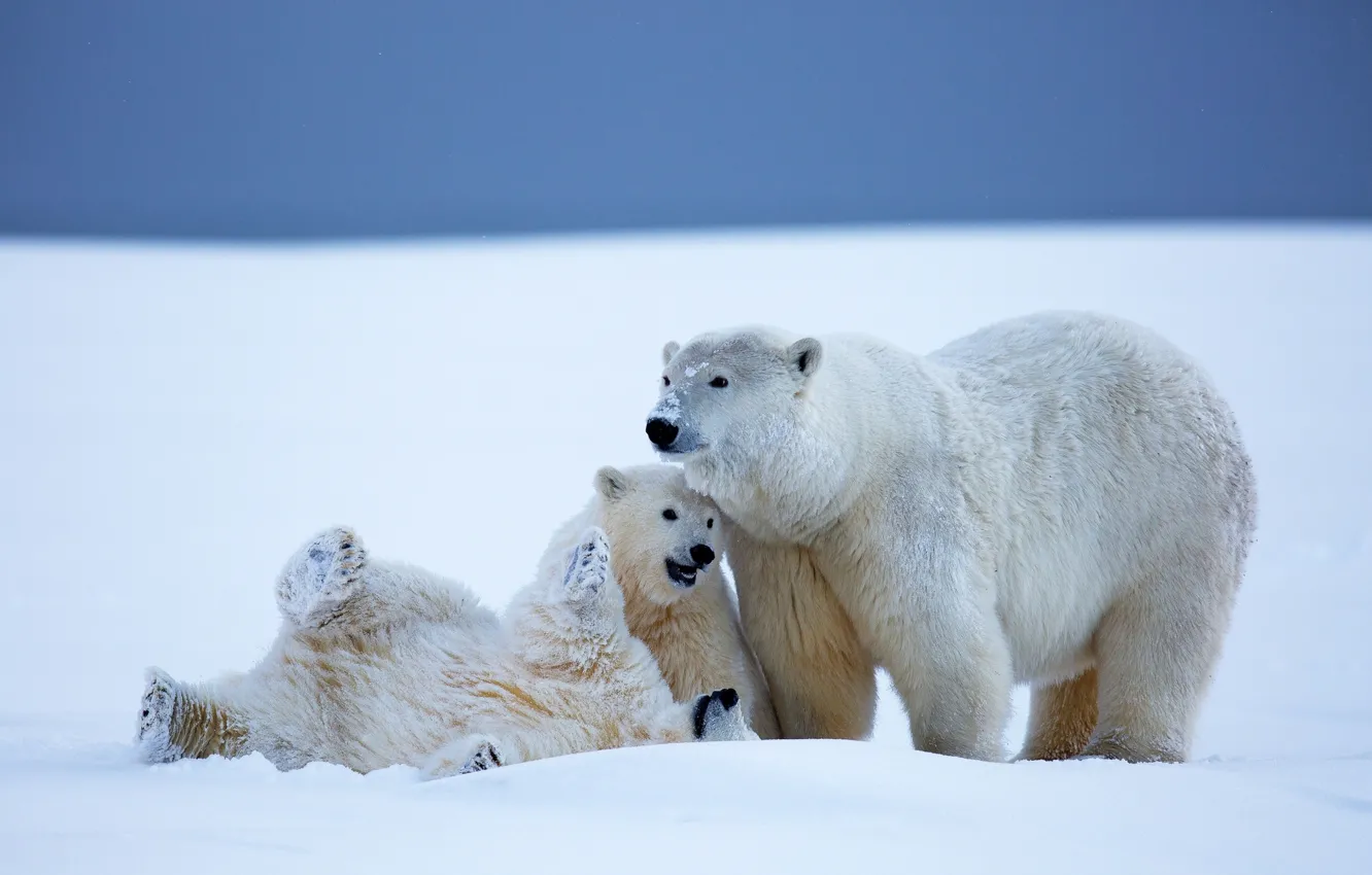 Фото обои зима, снег, медведи, Аляска, медвежата, белые медведи, медведица, детёныши
