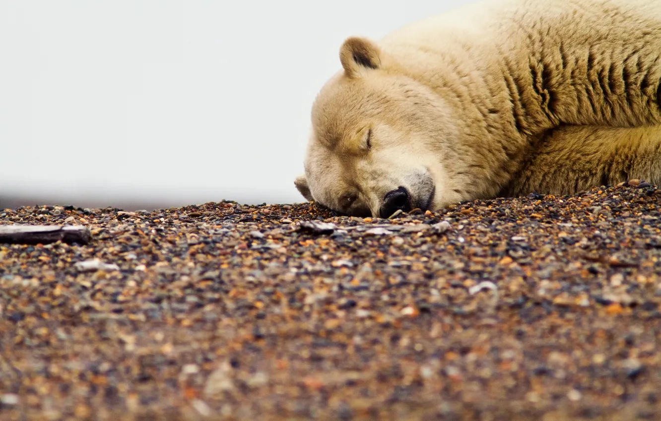 Фото обои белый, галька, грязный, отдых, медведь, мишка, спит, глобальное потипление