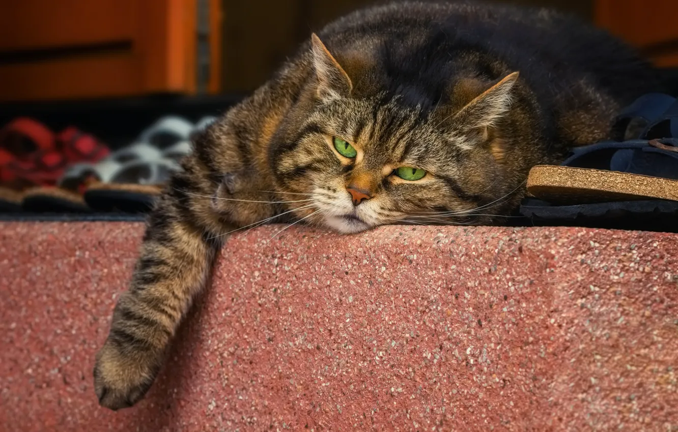 Фото обои кот, взгляд, морда, серый, отдых, лежит, бетон, полосатый