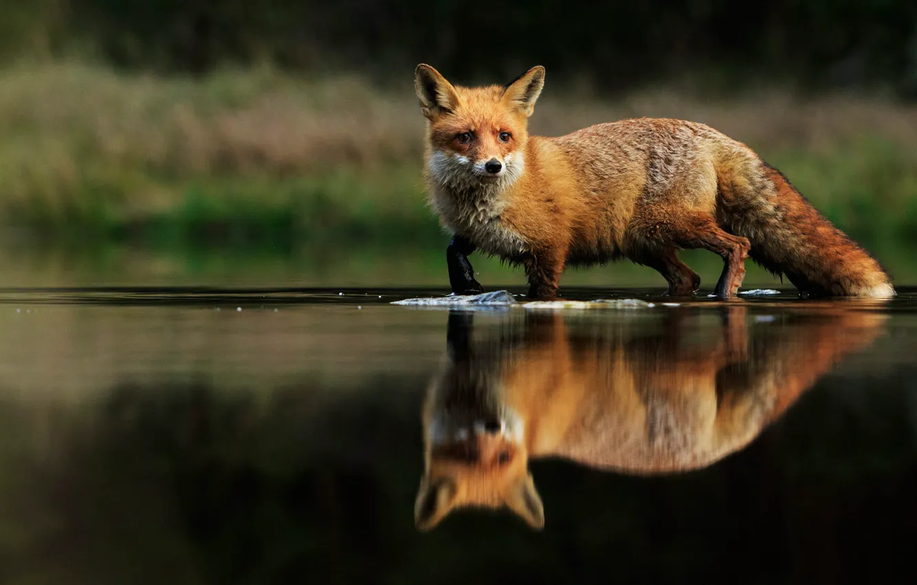 Фото обои взгляд, отражение, лиса, водоем