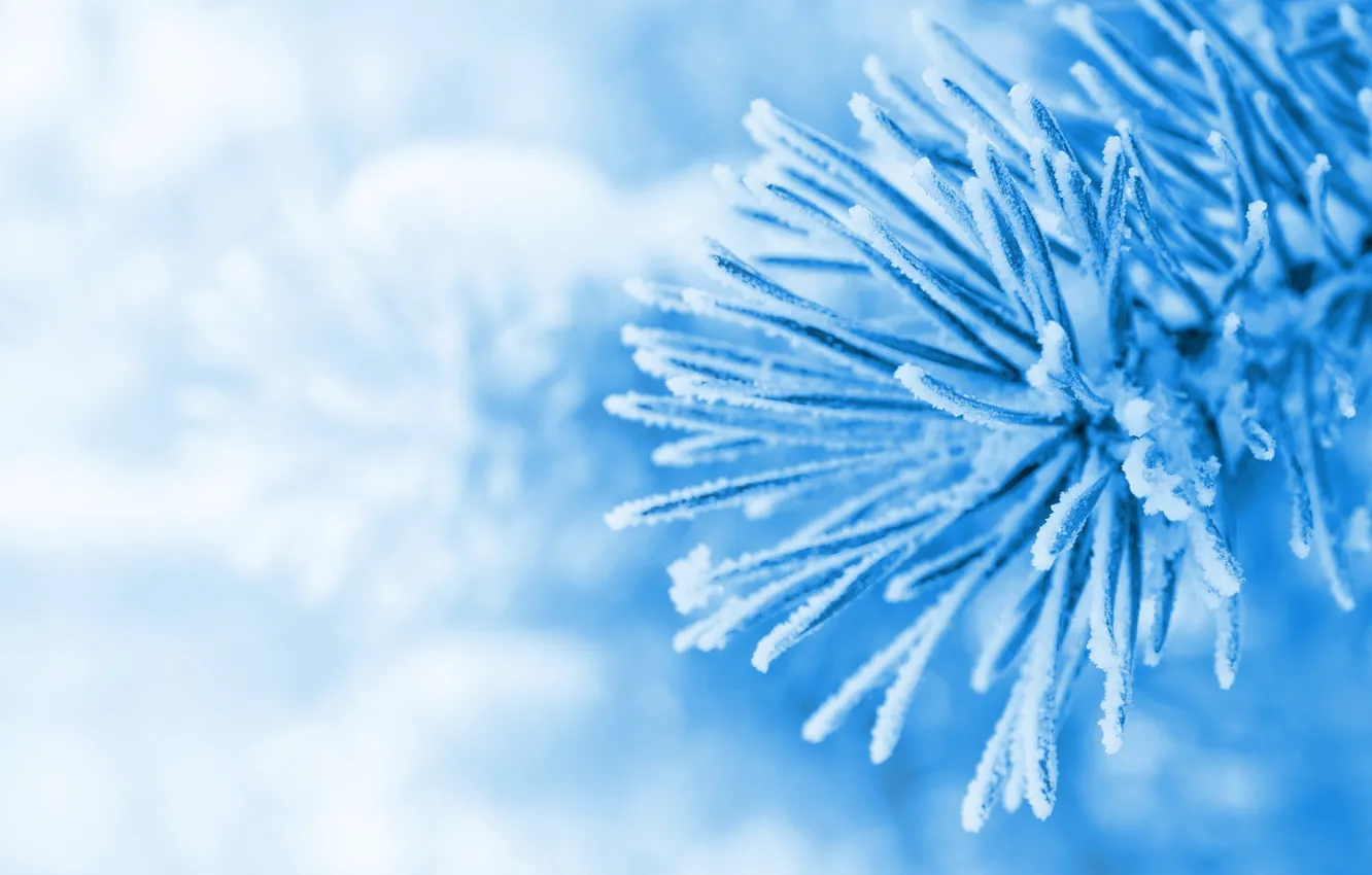 Фото обои зима, макро, снег, голубой, обои, елка, ель, wallpaper