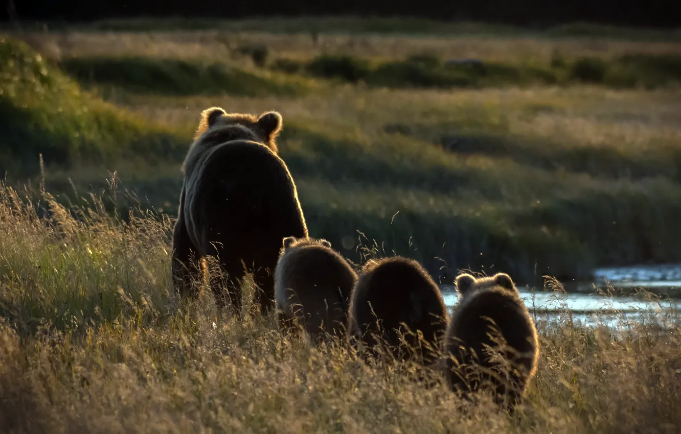 Фото обои природа, утро, медведи