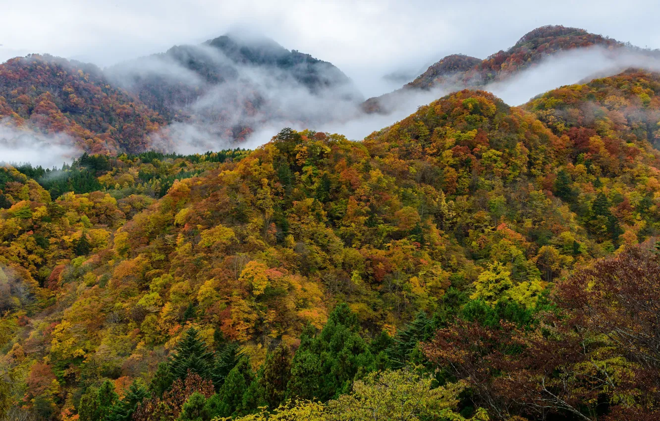 Фото обои осень, лес, деревья, горы, природа, туман