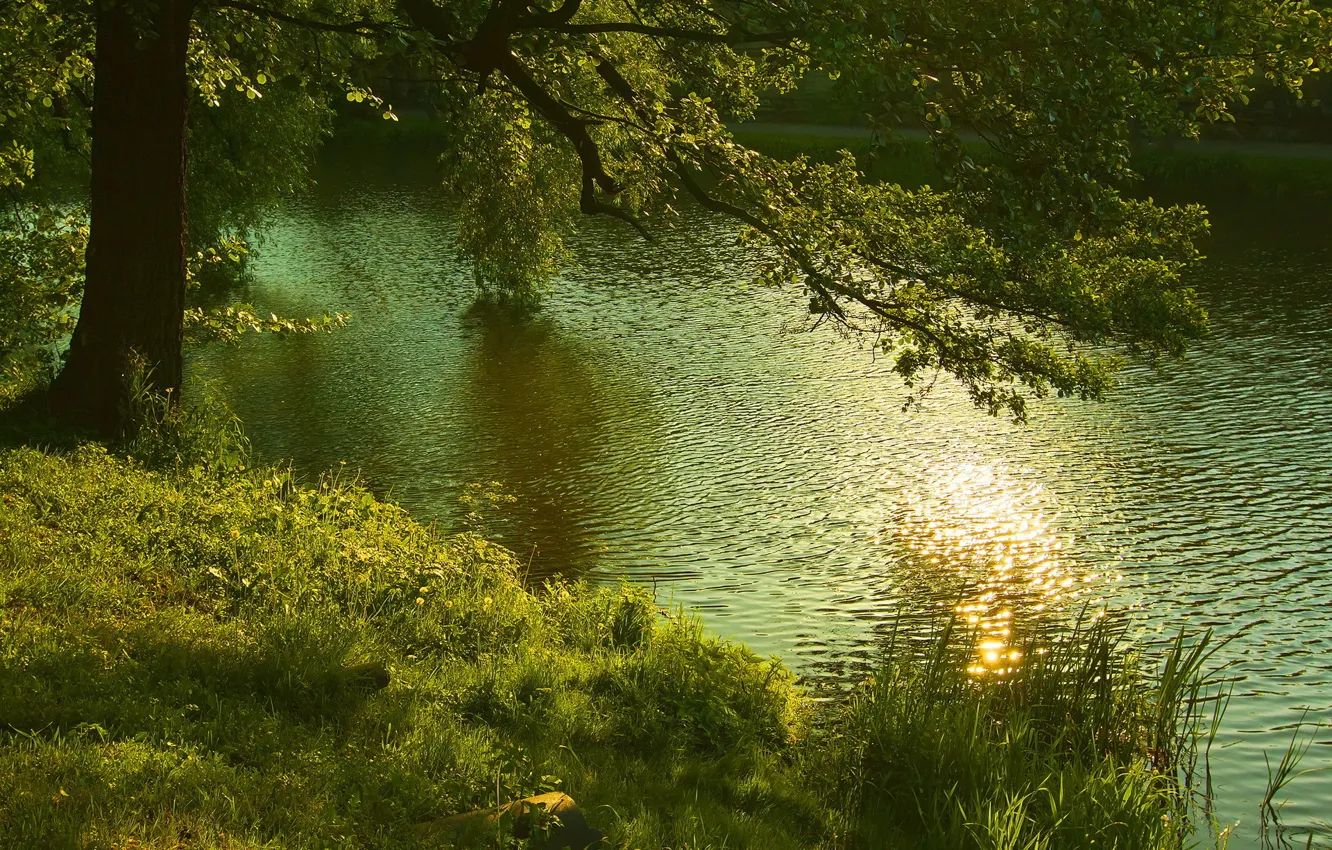 Фото обои природа, река, дерево