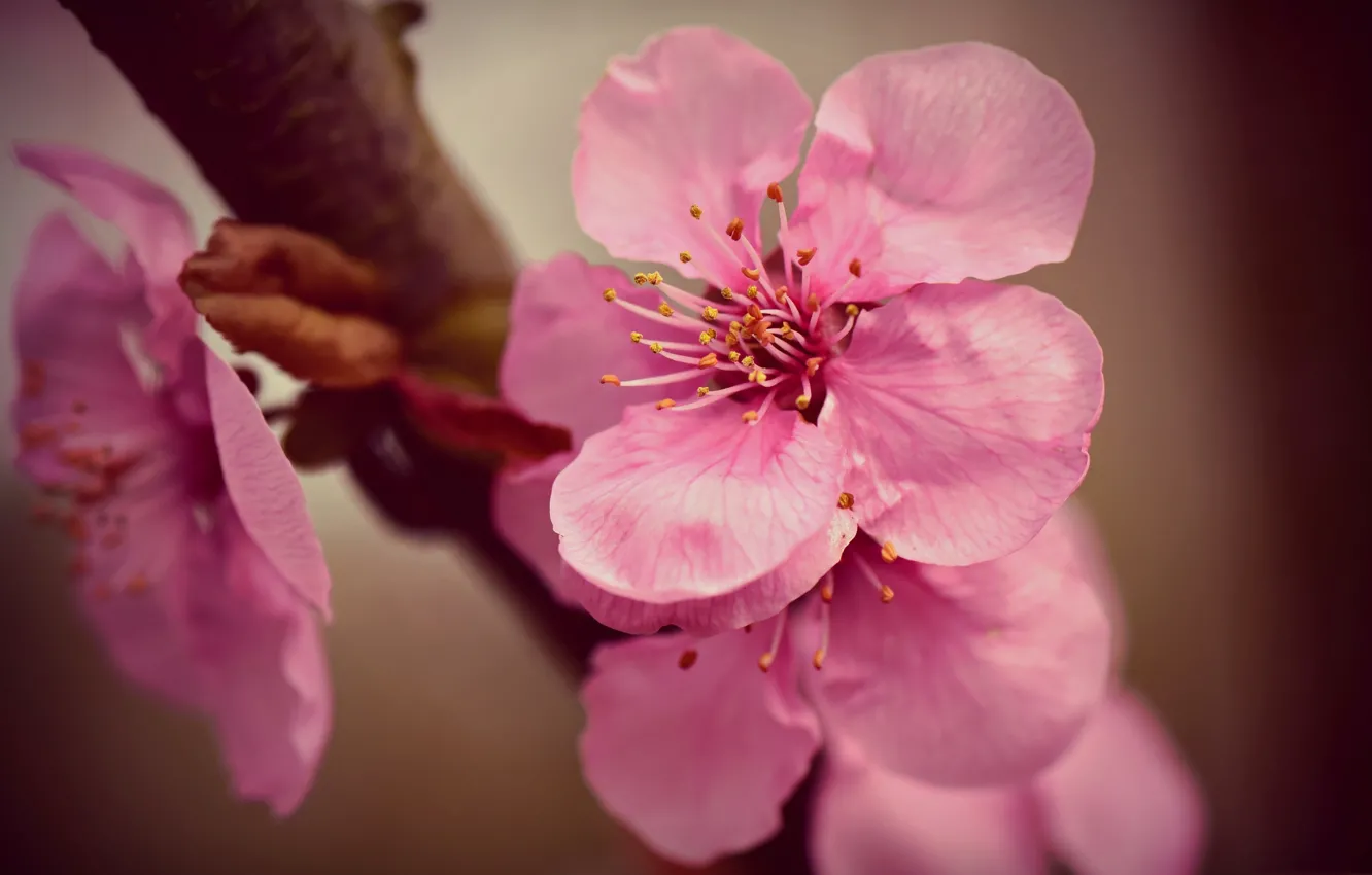 Фото обои весна, лепестки, сакура