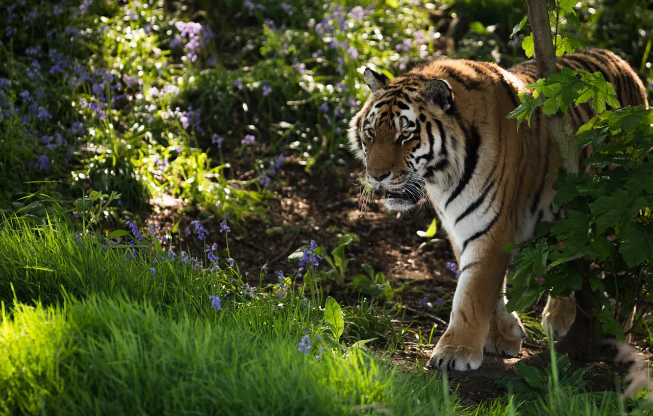 Фото обои трава, цветы, тигр, дикая кошка