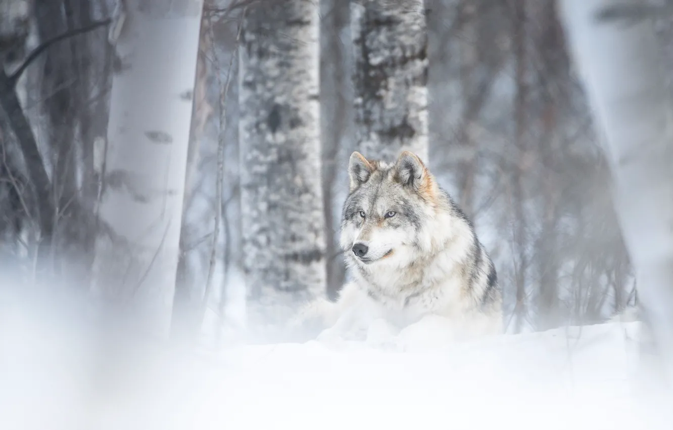 Фото обои зима, лес, волк