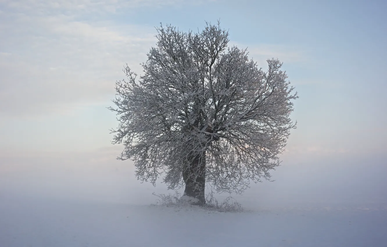 Фото обои холод, зима, снег, ветки, дерево