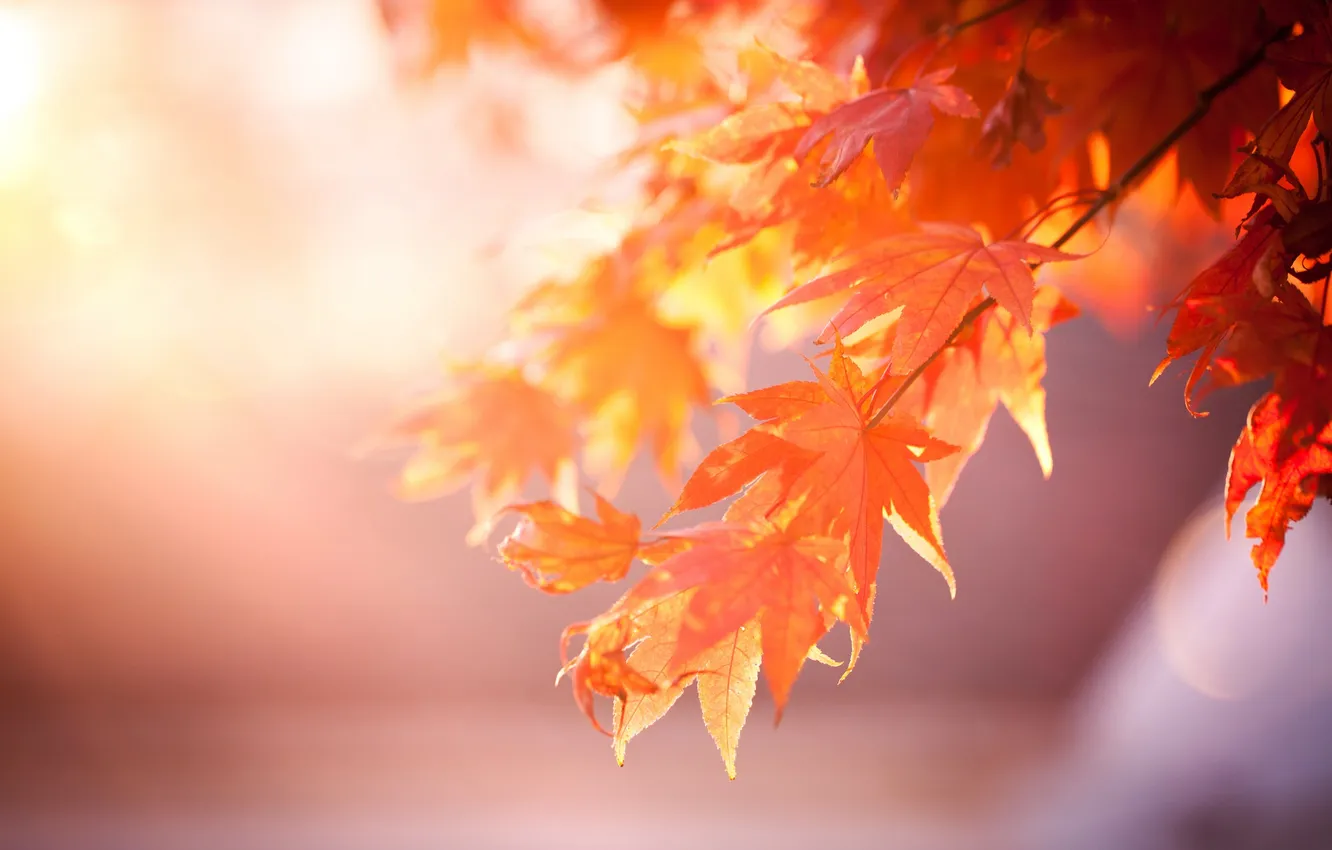 Фото обои листья, дерево, оранжевые