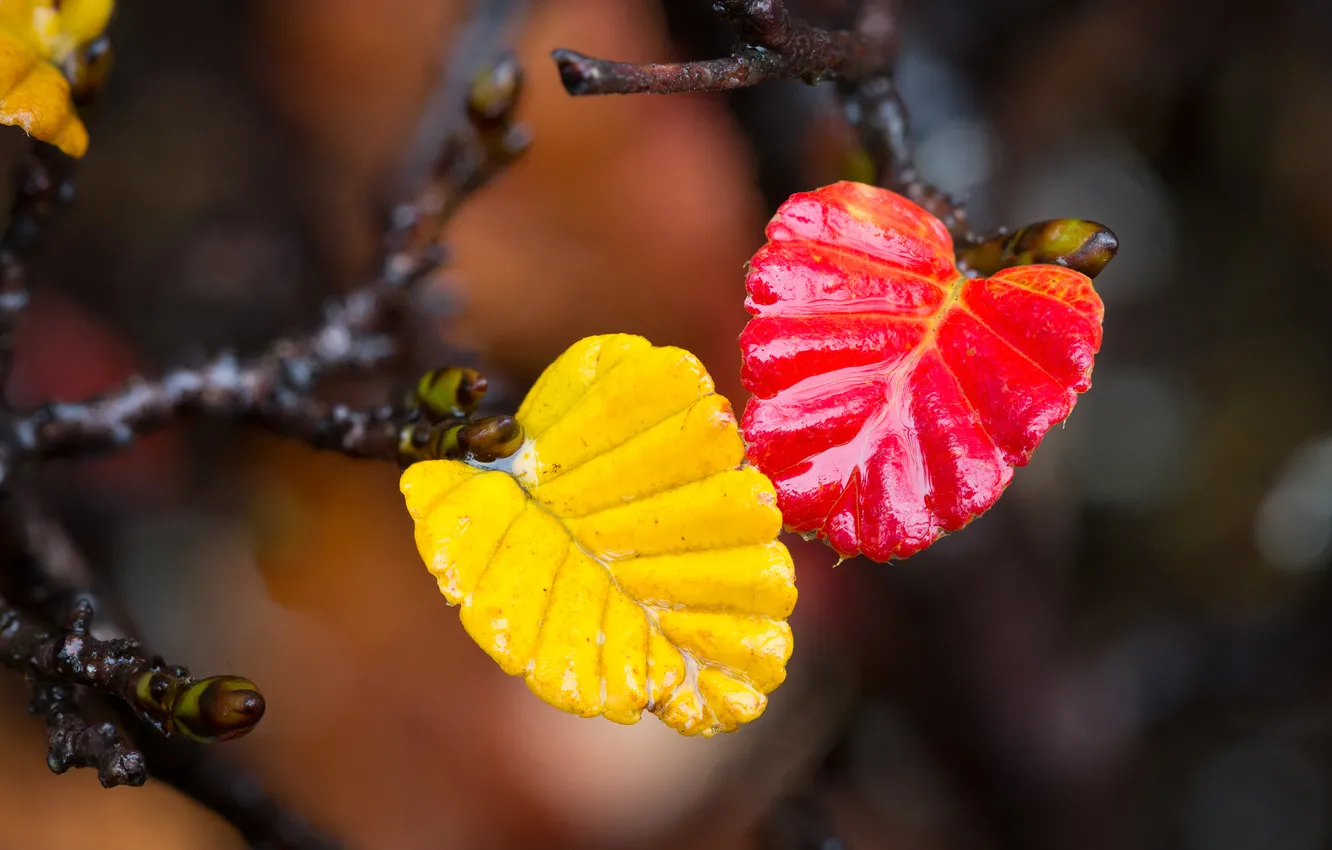 Фото обои осень, листья, вода, краски, ветка