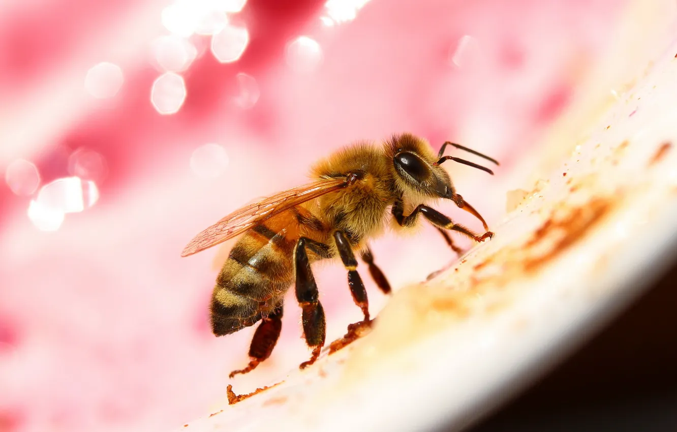 Фото обои макро, природа, пчела