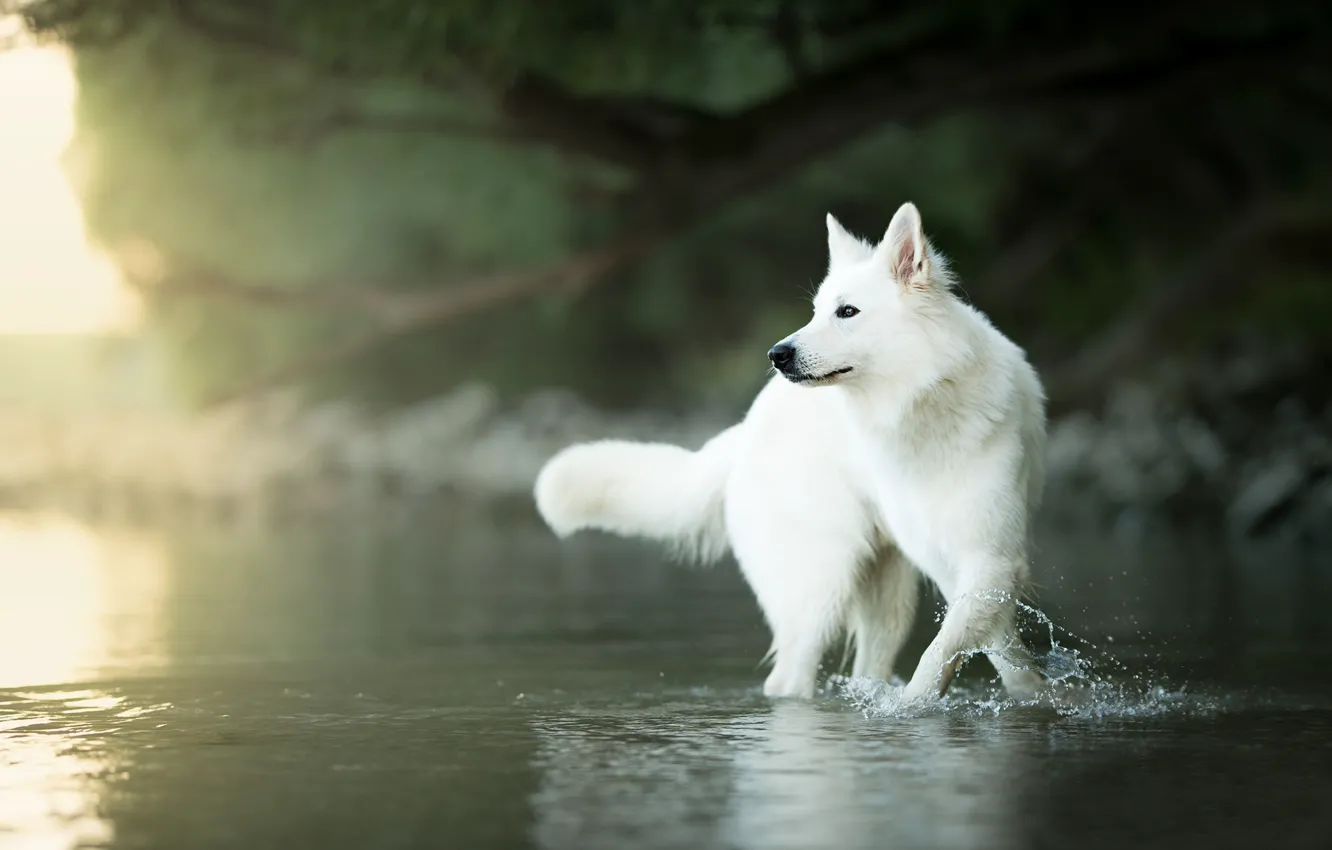 Фото обои вода, собака, боке, Белая швейцарская овчарка