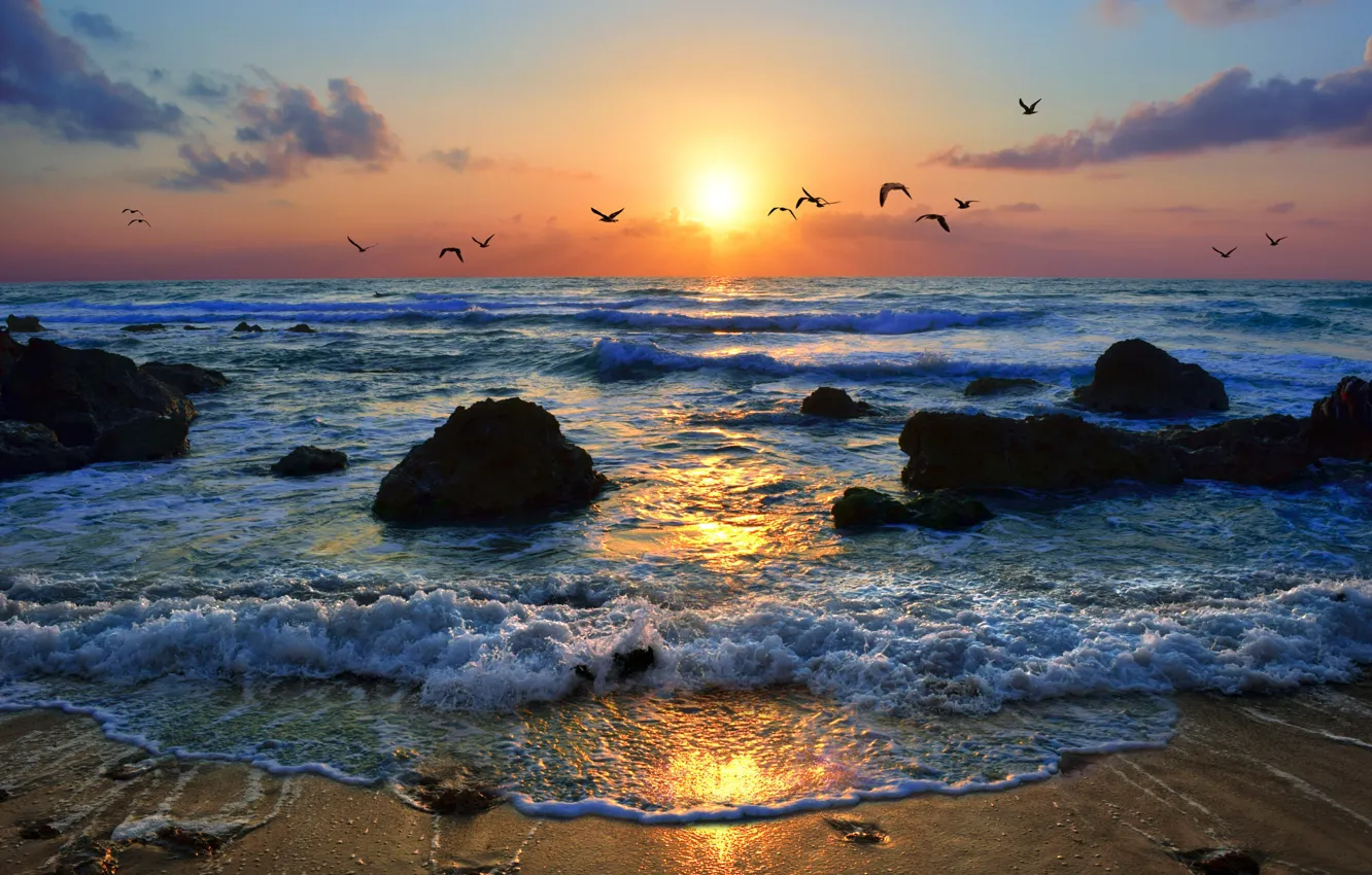 Фото обои море, небо, закат, птицы, побережье, Израиль