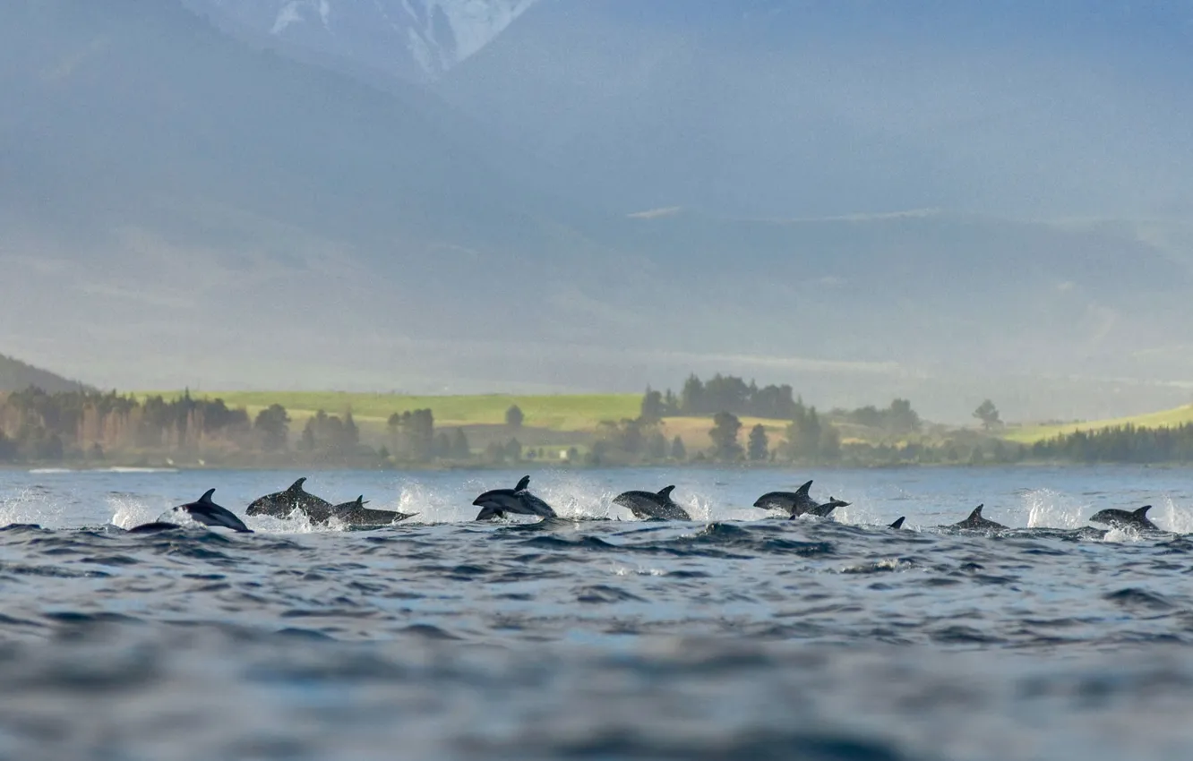 Фото обои стая, Новая Зеландия, тусклый дельфин, тёмный дельфин, Каикоура