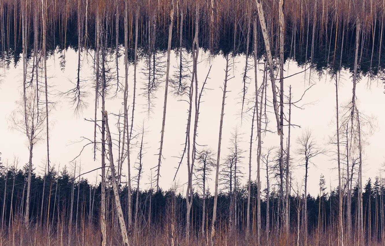 Фото обои лес, природа, фон