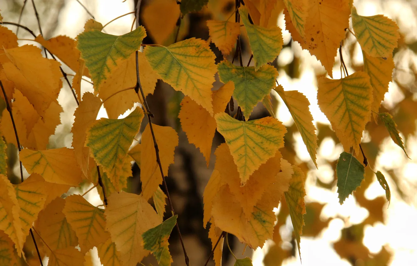 Фото обои осень, дерево, Листья