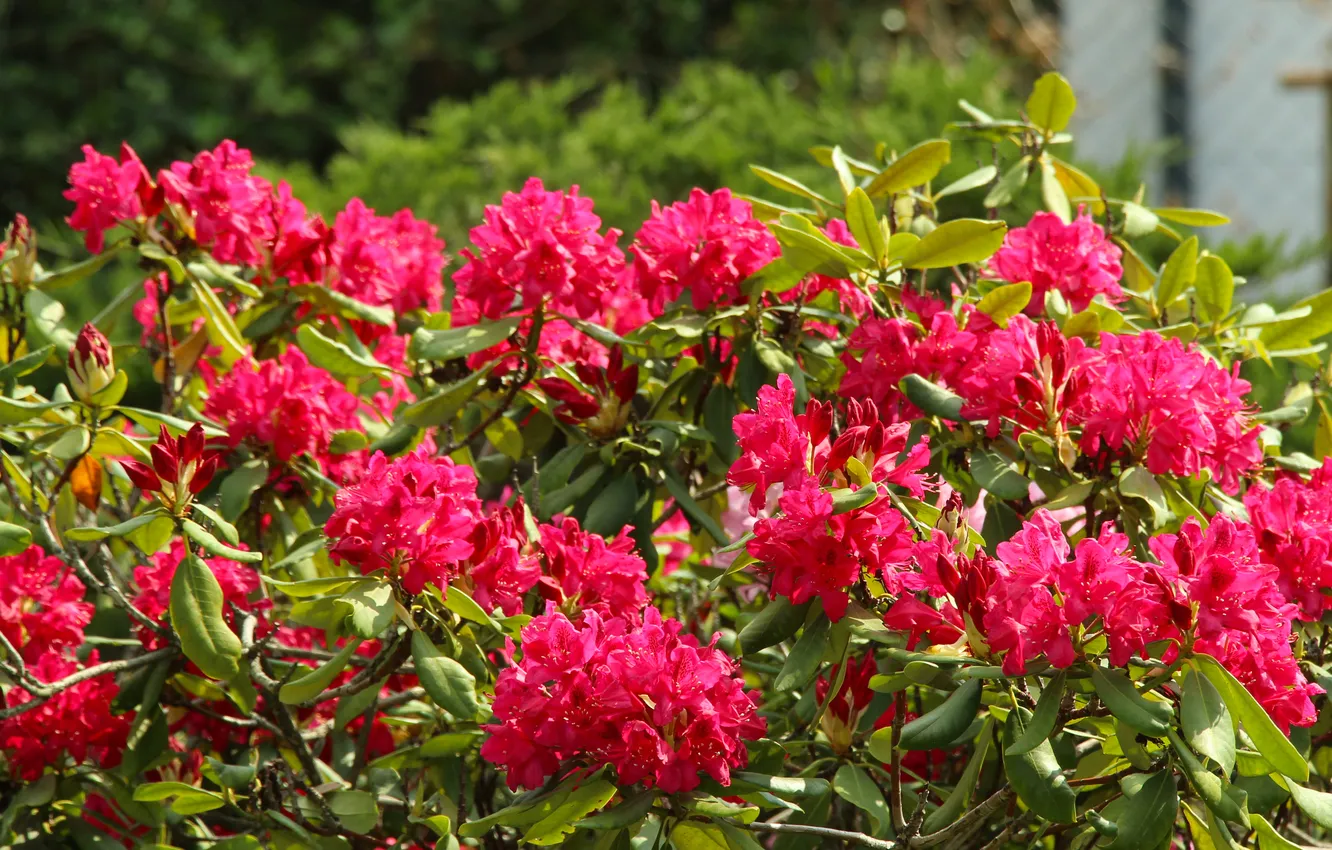 Фото обои flowering, shrub, rhododendron