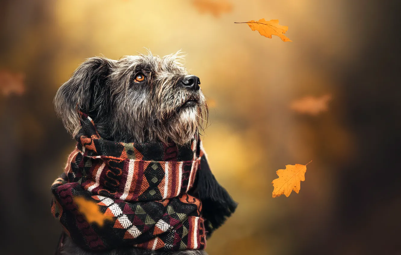 Фото обои осень, собака, шарф