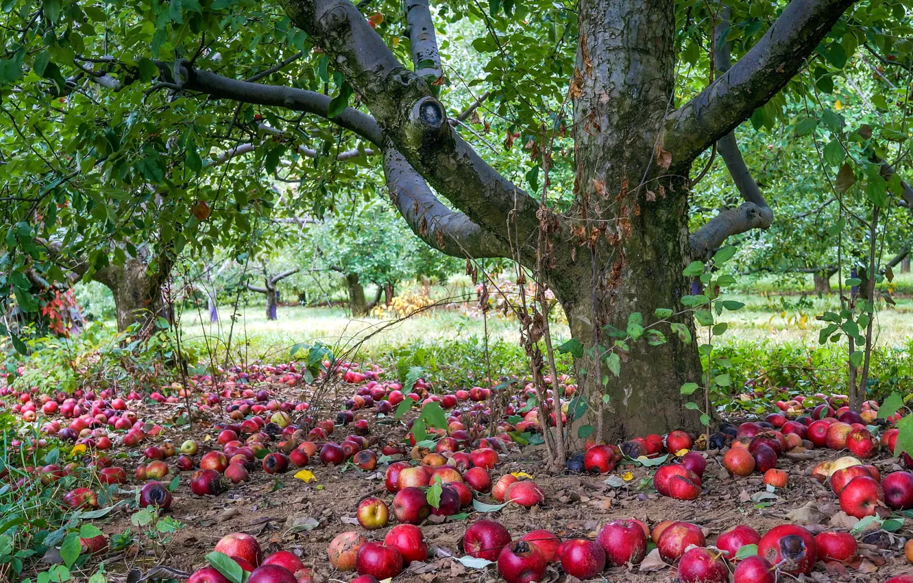 Фото обои apple, nature, tree