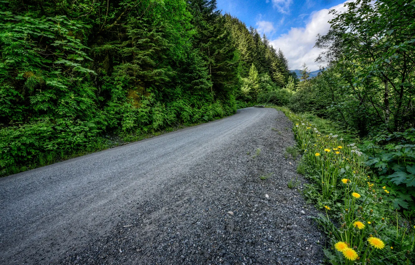 Фото обои дорога, лес, трава, деревья, цветы, Аляска, Alaska, одуванчики