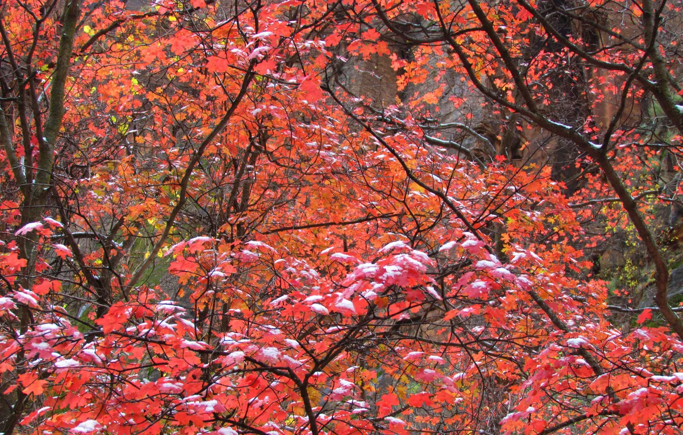 Фото обои осень, листья, снег, ветки, дерево