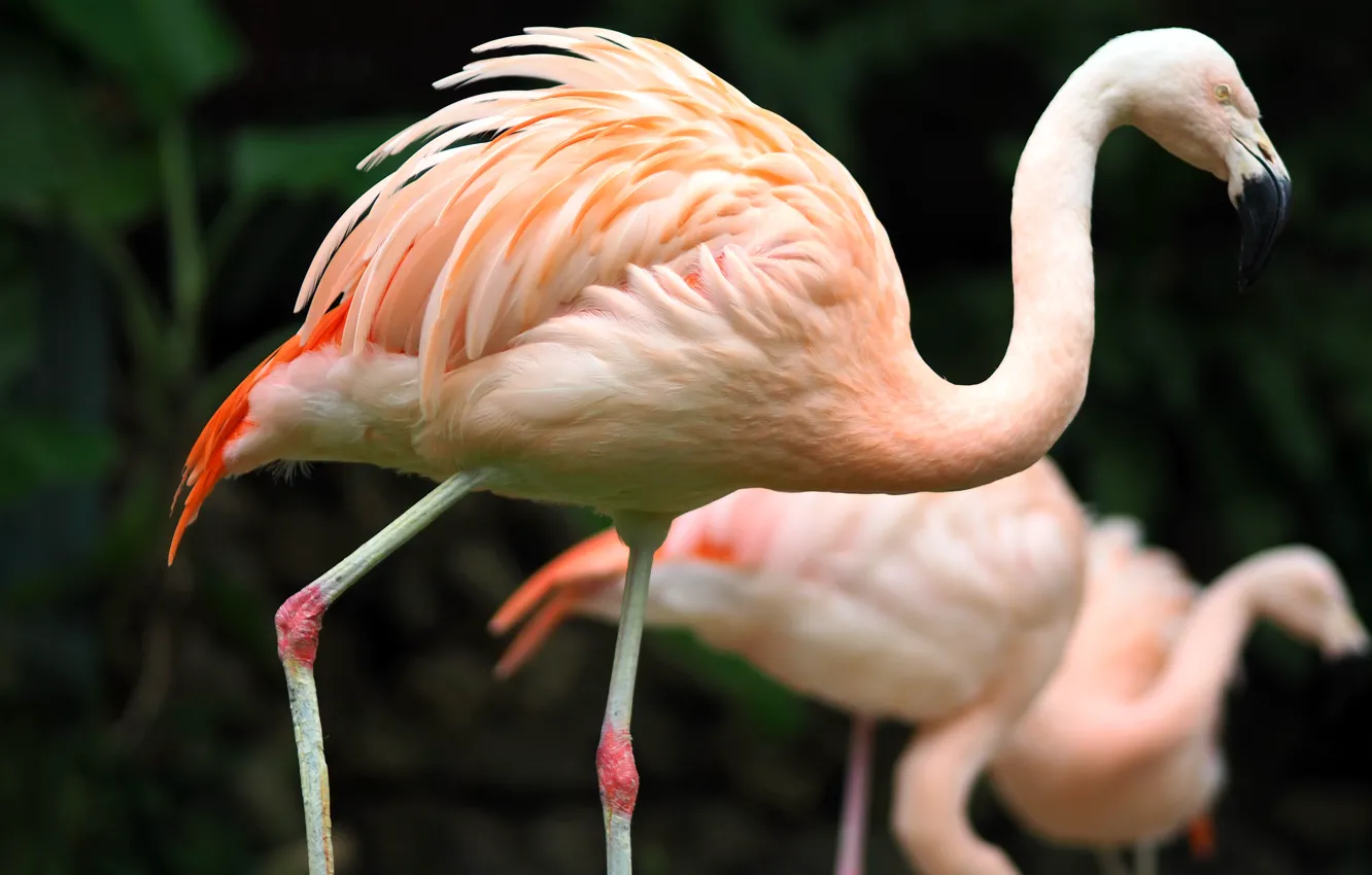 Фото обои bird, zoo, kaohsiung, taiwan, greater flamingo