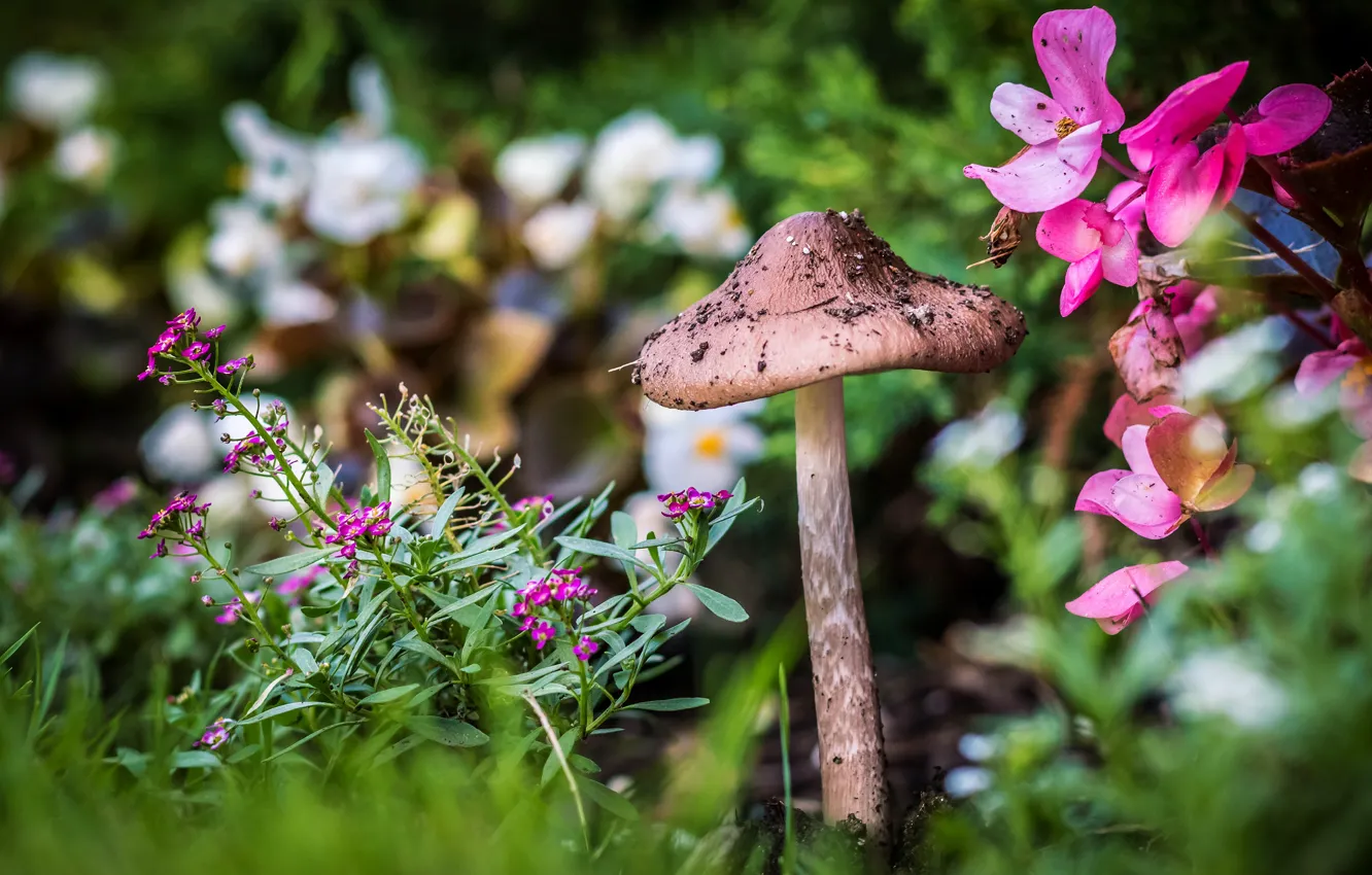 Фото обои цветы, природа, гриб, сад, цветочки, клумбы, боке, размытый фон
