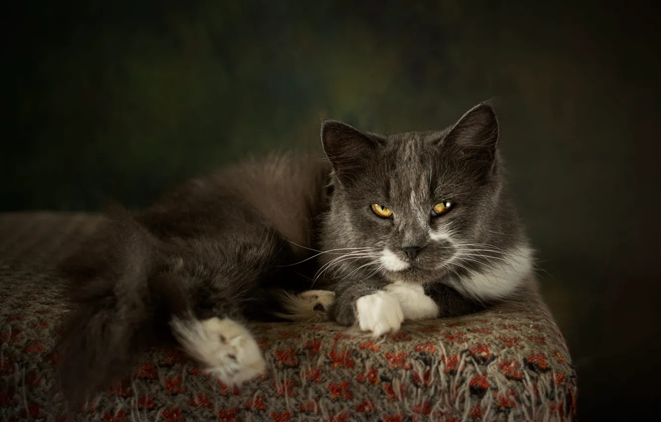Фото обои кошка, кот, взгляд, поза, темный фон, серый, мордочка, дымчатый