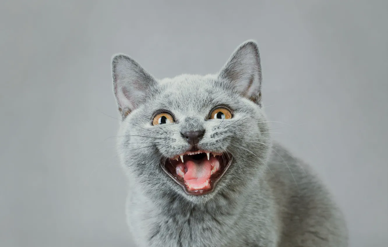 Фото обои язык, кошка, котенок, серый, фон, портрет, пасть, мордашка