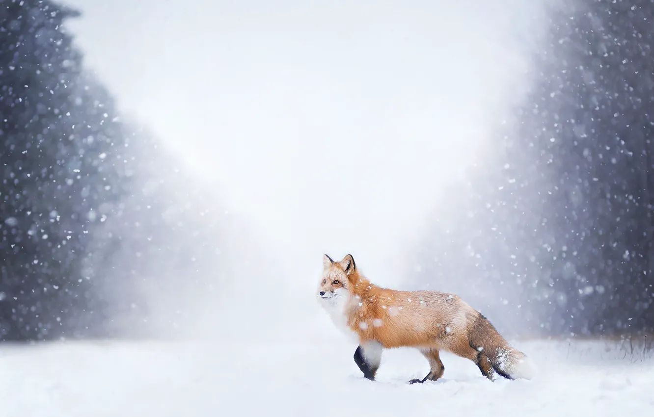 Фото обои зима, лес, снег, природа, лиса